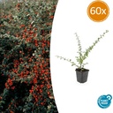 Schwedische Zwergmispel 'Coral Beauty' 60er-Set (Cotoneaster suecicus) – winterharter Bodendecker, Topf-Ø 9 cm, Höhe ca. 25 cm