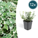 12x Euonymus fort. 'Emerald Gaiety' - ↕10-25cm - Ø9cm