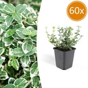 60x Euonymus fort. 'Emerald Gaiety' - ↕10-25cm - Ø9cm