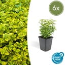 Kriechspindel 'Emerald ' 6er-Set (Euonymus fortunei) – winterharter Bodendecker, Topf-Ø 9 cm, Höhe ca. 25 cm