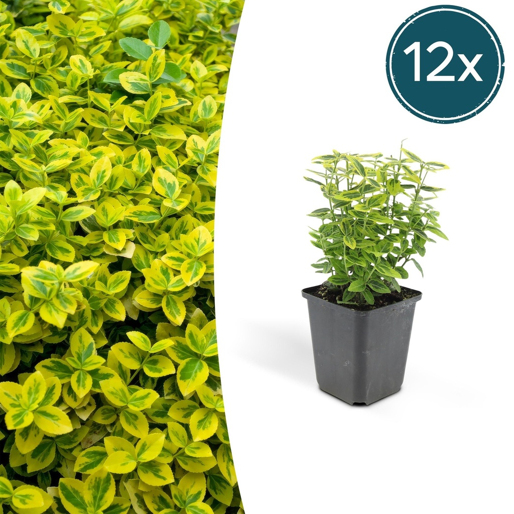 12x Euonymus fort. 'Emerald 'n Gold' - ↕10-25cm - Ø9cm