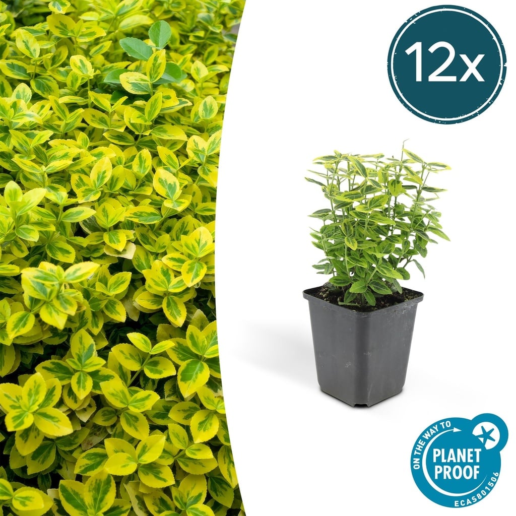 Immergrüner Spindelstrauch 'Emerald ' 12er-Set (Euonymus fortunei) – winterharter immergrüner Bodendecker, Topf-Ø 9 cm, Höhe ca. 25 cm