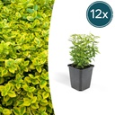 12x Euonymus fort. 'Emerald 'n Gold' - ↕10-25cm - Ø9cm