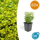 Kriechspindel 'Emerald ' 60er-Set (Euonymus fortunei) – winterharter immergrüner Bodendecker, Topf-Ø 9 cm, Höhe ca. 25 cm