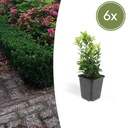 6x Euonymus jap. Grüne Spitze - ↕10-25cm - Ø9cm