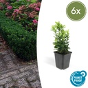 Japanischer Spindelstrauch 6er-Set (Euonymus japonicus) – winterharter Zierstrauch, Topf-Ø 9 cm, Höhe ca. 25 cm
