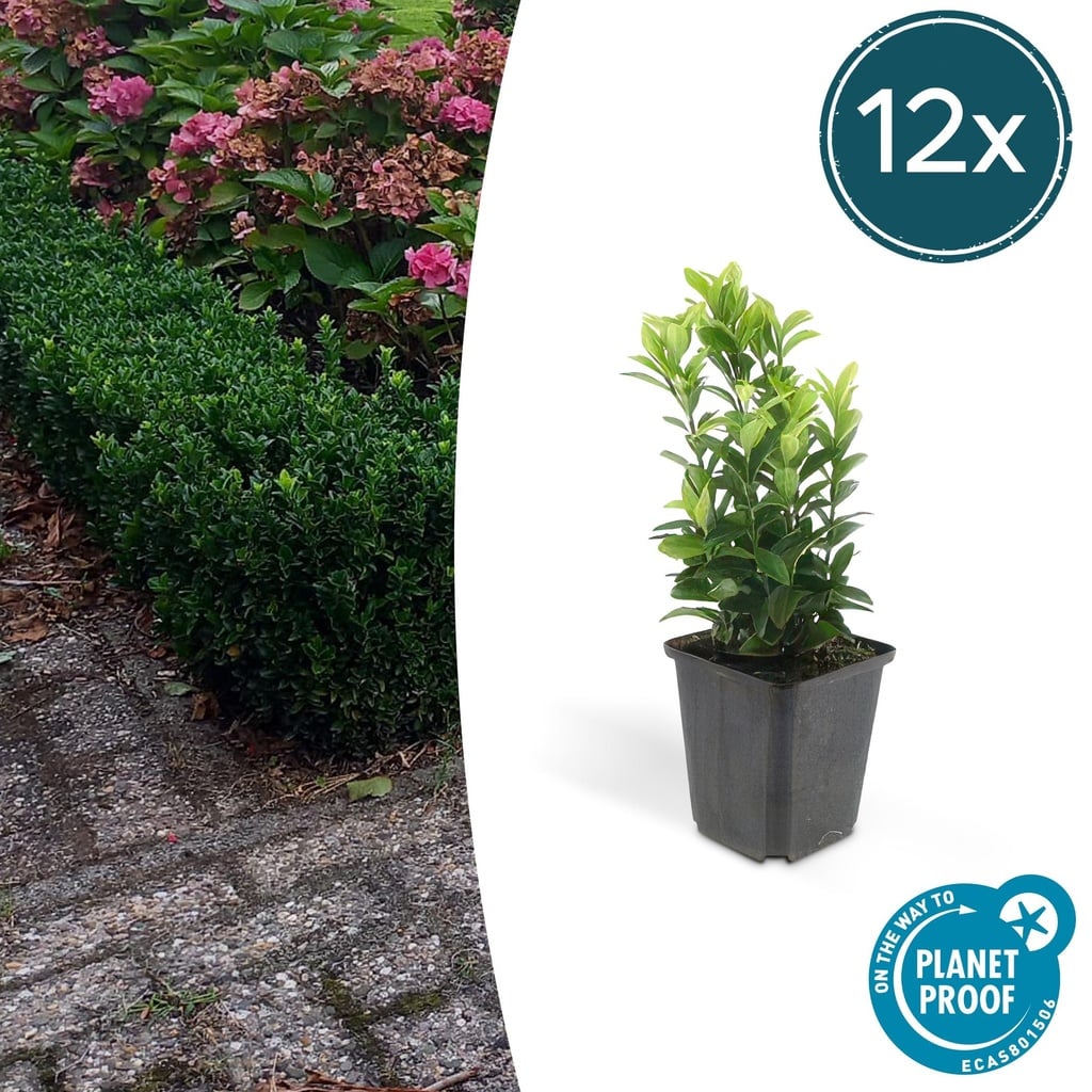 Japanischer Spindelstrauch 12er-Set (Euonymus japonicus) – winterharter immergrüner Strauch, Topf-Ø 9 cm, Höhe ca. 25 cm