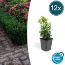 Japanischer Spindelstrauch 12er-Set (Euonymus japonicus) – winterharter immergrüner Strauch, Topf-Ø 9 cm, Höhe ca. 25 cm