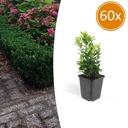 60x Euonymus jap. Grüne Spitze - ↕10-25cm - Ø9cm