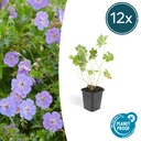 Storchschnabel 12er-Set (Geranium romanum) – winterharte Staude, Topf-Ø 9 cm, Höhe ca. 25 cm