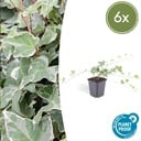 Efeu 'Glacier' 6er-Set (Hedera helix) – winterharte Kletterpflanze, Topf-Ø 9 cm, Höhe ca. 25 cm