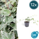 Efeu 'Glacier' 12er-Set (Hedera helix) – winterharte Kletterpflanze, Topf-Ø 9 cm, Höhe ca. 25 cm