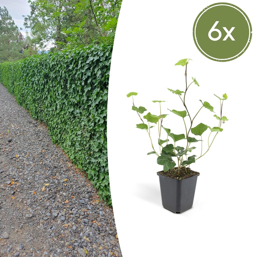 6x Hedera Hibernica - ↕10-25cm - Ø9cm