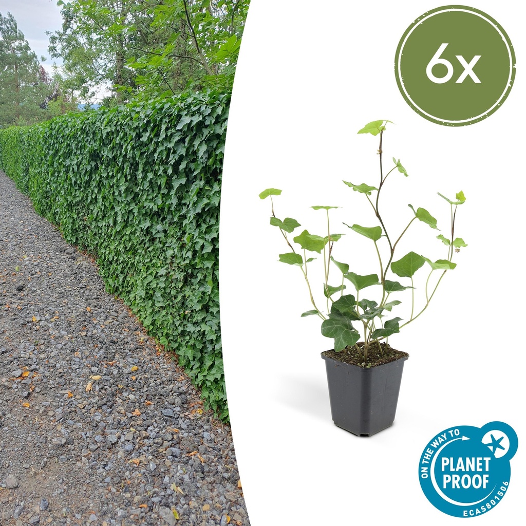 Irischer Efeu 6er-Set (Hedera hibernica) – winterharte Kletterpflanze, Topf-Ø 9 cm, Höhe ca. 25 cm
