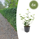 6x Hedera Hibernica - ↕10-25cm - Ø9cm