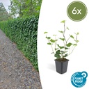 Irischer Efeu 6er-Set (Hedera hibernica) – winterharte Kletterpflanze, Topf-Ø 9 cm, Höhe ca. 25 cm