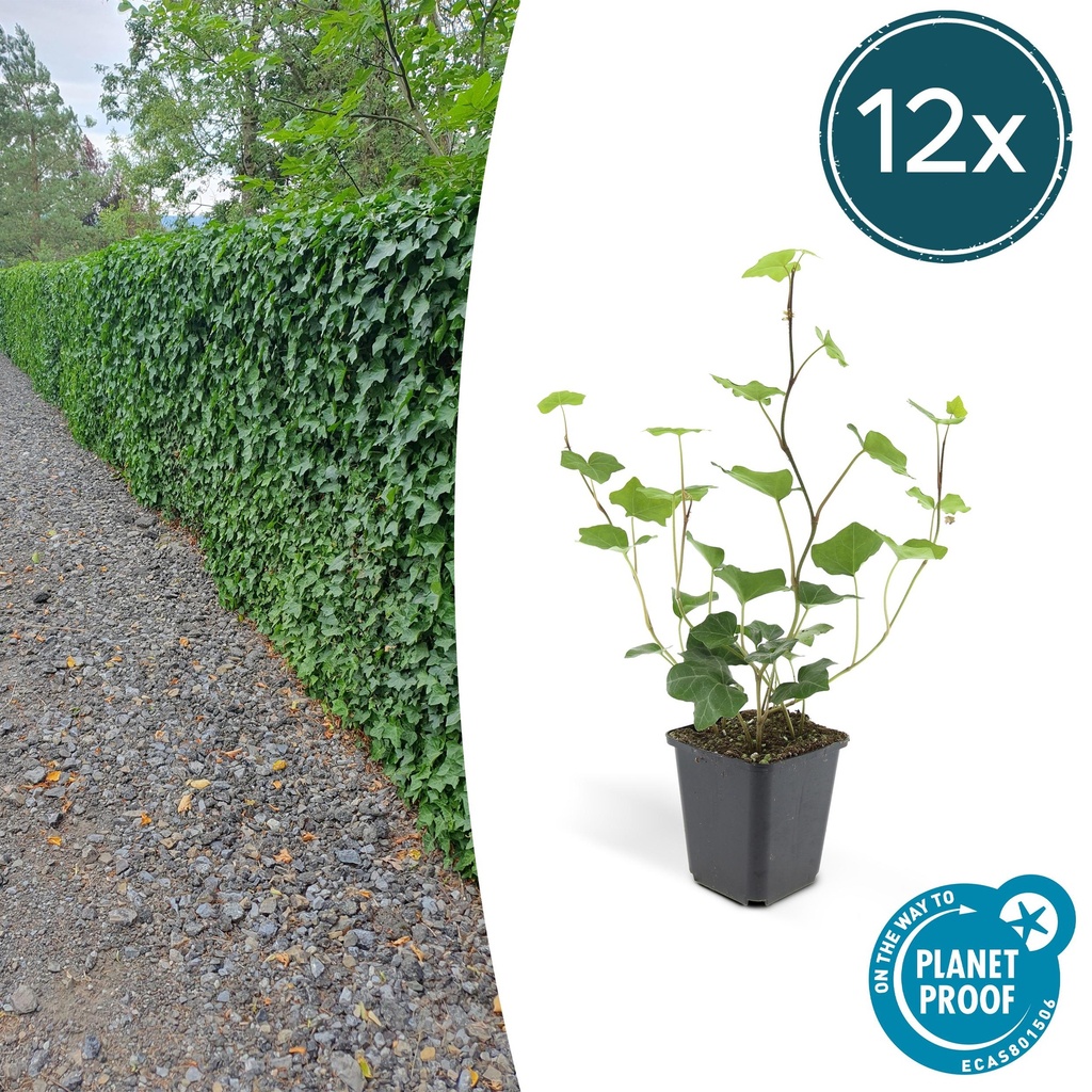 Irischer Efeu 12er-Set (Hedera hibernica) – winterharte Kletterpflanze, Topf-Ø 9 cm, Höhe ca. 25 cm