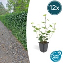 Irischer Efeu 12er-Set (Hedera hibernica) – winterharte Kletterpflanze, Topf-Ø 9 cm, Höhe ca. 25 cm