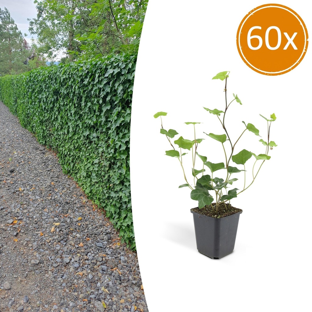 60x Hedera Hibernica - ↕10-25cm - Ø9cm