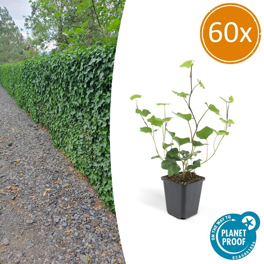 Irischer Efeu 60er-Set (Hedera hibernica) – winterharte Kletterpflanze, Topf-Ø 9 cm, Höhe ca. 25 cm