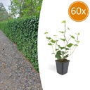 60x Hedera Hibernica - ↕10-25cm - Ø9cm