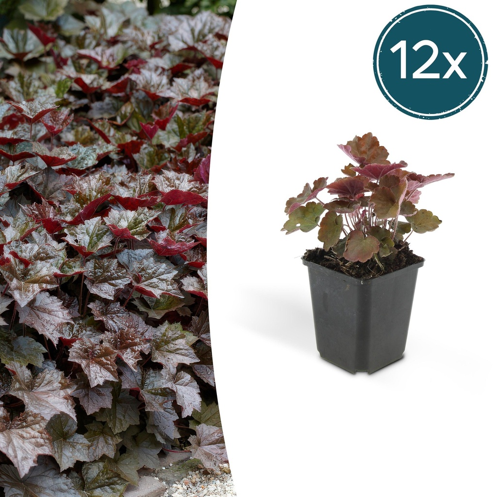 12x Heuchera mic. 'Palace Purple' - ↕10-25cm - Ø9cm
