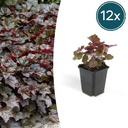 12x Heuchera mic. 'Palace Purple' - ↕10-25cm - Ø9cm