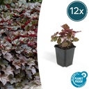 Purpurglöckchen 'Palace Purple' 12er-Set (Heuchera hybrida) – winterharte Staude, Topf-Ø 9 cm, Höhe ca. 25 cm