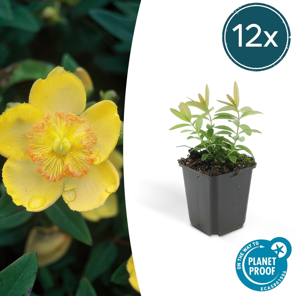 Großblütiges Johanniskraut 12er-Set (Hypericum calycinum) – winterharter Bodendecker, Topf-Ø 9 cm, Höhe ca. 25 cm