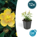 Großblütiges Johanniskraut 12er-Set (Hypericum calycinum) – winterharter Bodendecker, Topf-Ø 9 cm, Höhe ca. 25 cm