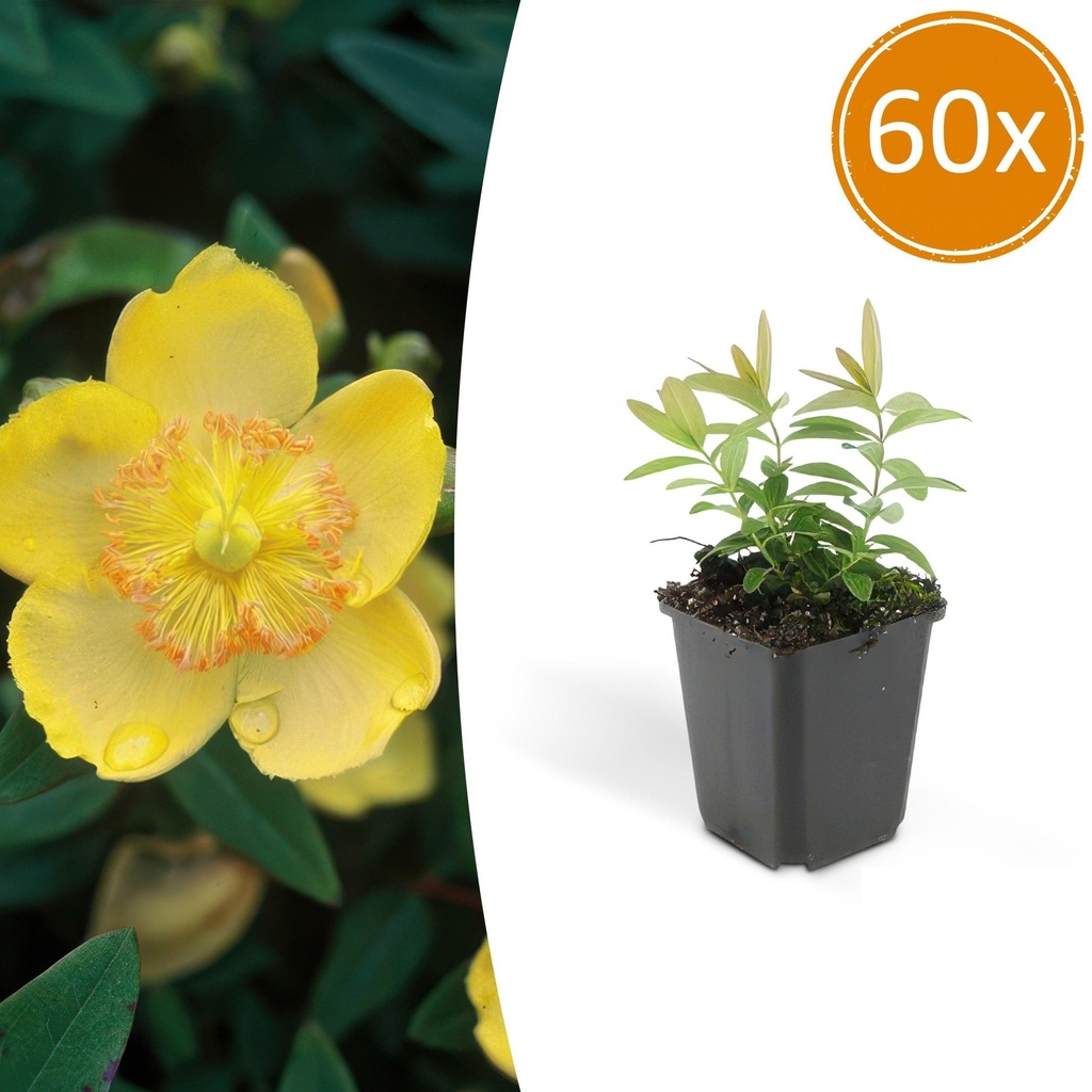 Großblütiges Johanniskraut 60er-Set (Hypericum calycinum) – winterharter Bodendecker, Topf-Ø 9 cm, Höhe ca. 25 cm
