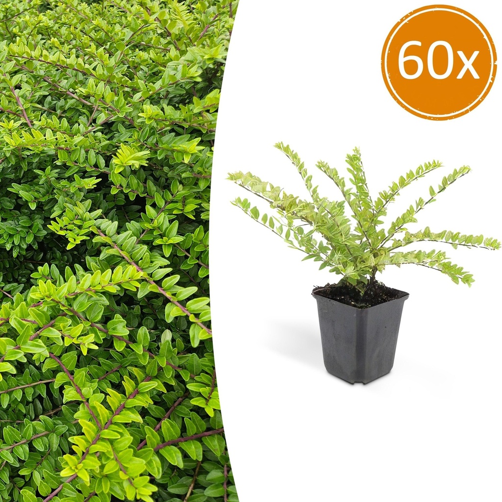 60x Lonicera nit. 'Maigrün' - ↕10-25cm - Ø9cm