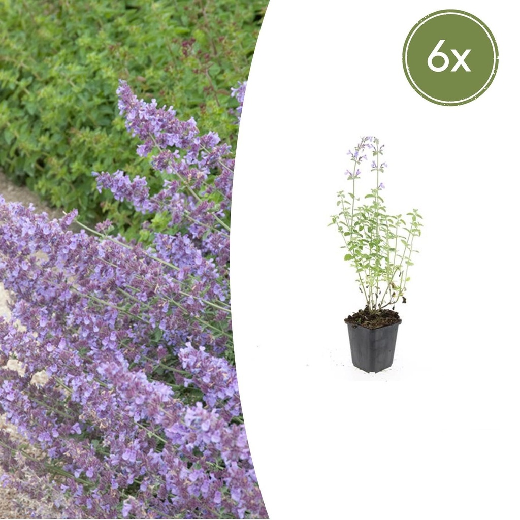 6x Nepeta 'Walker's Low' - ↕10-25cm - Ø9cm
