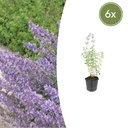 6x Nepeta 'Walker's Low' - ↕10-25cm - Ø9cm