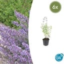 Katzenminze 'Walker' 6er-Set (Nepeta s) – winterharte Staude, Topf-Ø 9 cm, Höhe ca. 25 cm