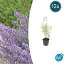 Katzenminze 'Walker' 12er-Set (Nepeta s) – winterharte Staude, Topf-Ø 9 cm, Höhe ca. 25 cm