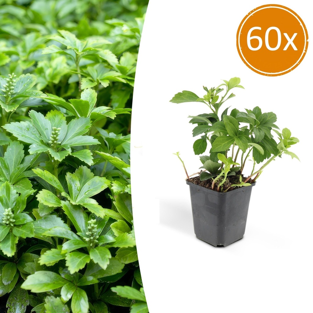 60x Pachysandra term. 'Green Carpet' - ↕10-25cm - Ø9cm