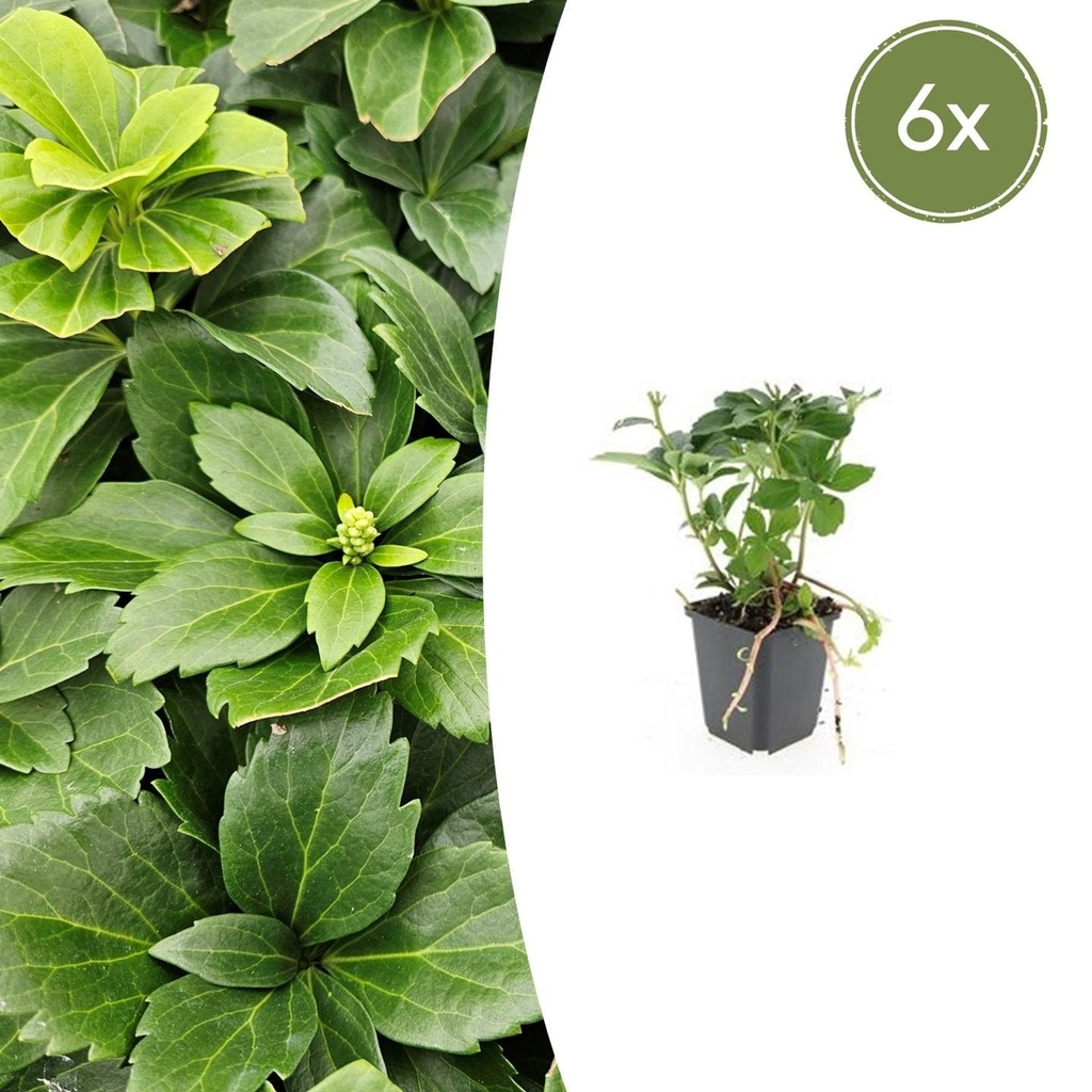 Ysander 6er-Set (Pachysandra terminalis) – winterharter Bodendecker, Topf-Ø 9 cm, Höhe ca. 25 cm