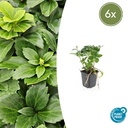Ysander 6er-Set (Pachysandra terminalis) – winterharter Bodendecker, Topf-Ø 9 cm, Höhe ca. 25 cm