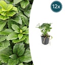 12x Pachysandra terminalis - ↕10-25cm - Ø9cm