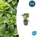 Dickmännchen 12er-Set (Pachysandra terminalis) – winterharter Bodendecker, Topf-Ø 9 cm, Höhe ca. 25 cm