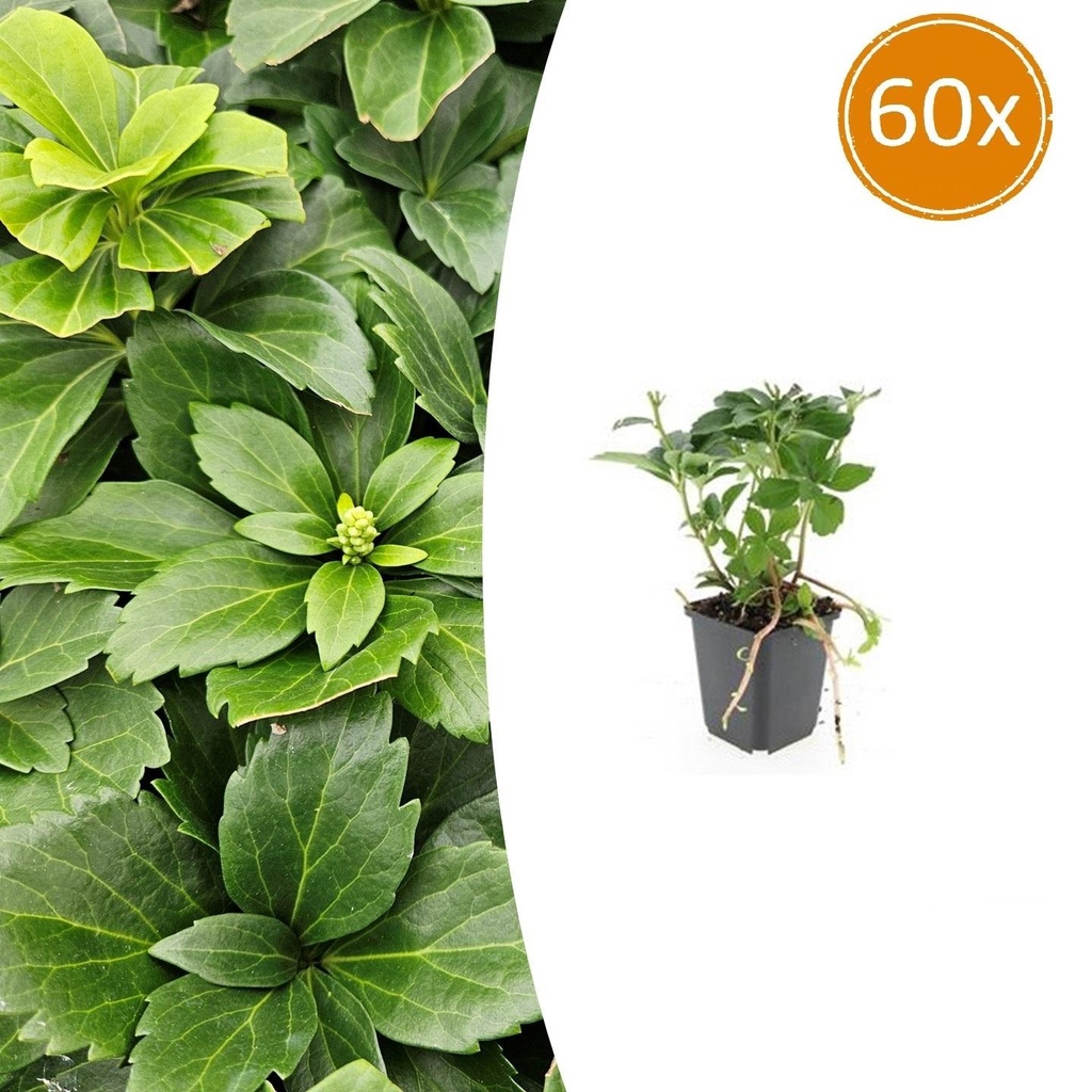 Dickmännchen 60er-Set (Pachysandra terminalis) – winterharter Bodendecker, Topf-Ø 9 cm, Höhe ca. 25 cm