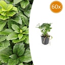 Dickmännchen 60er-Set (Pachysandra terminalis) – winterharter Bodendecker, Topf-Ø 9 cm, Höhe ca. 25 cm