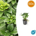 Dickmännchen 60er-Set (Pachysandra terminalis) – winterharter Bodendecker, Topf-Ø 9 cm, Höhe ca. 25 cm