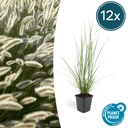 Lampenputzergras 'Hameln' 12er-Set (Cenchrus) – winterhartes Ziergras, Topf-Ø 9 cm, Höhe ca. 25 cm