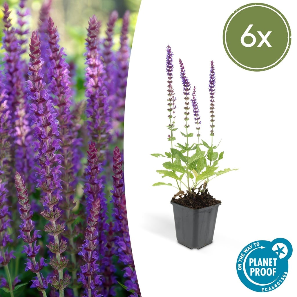 Steppen-Salbei 'Ostfriesland' 6er-Set (Salvia nemorosa) – winterharte Staude, Topf-Ø 9 cm, Höhe ca. 25 cm