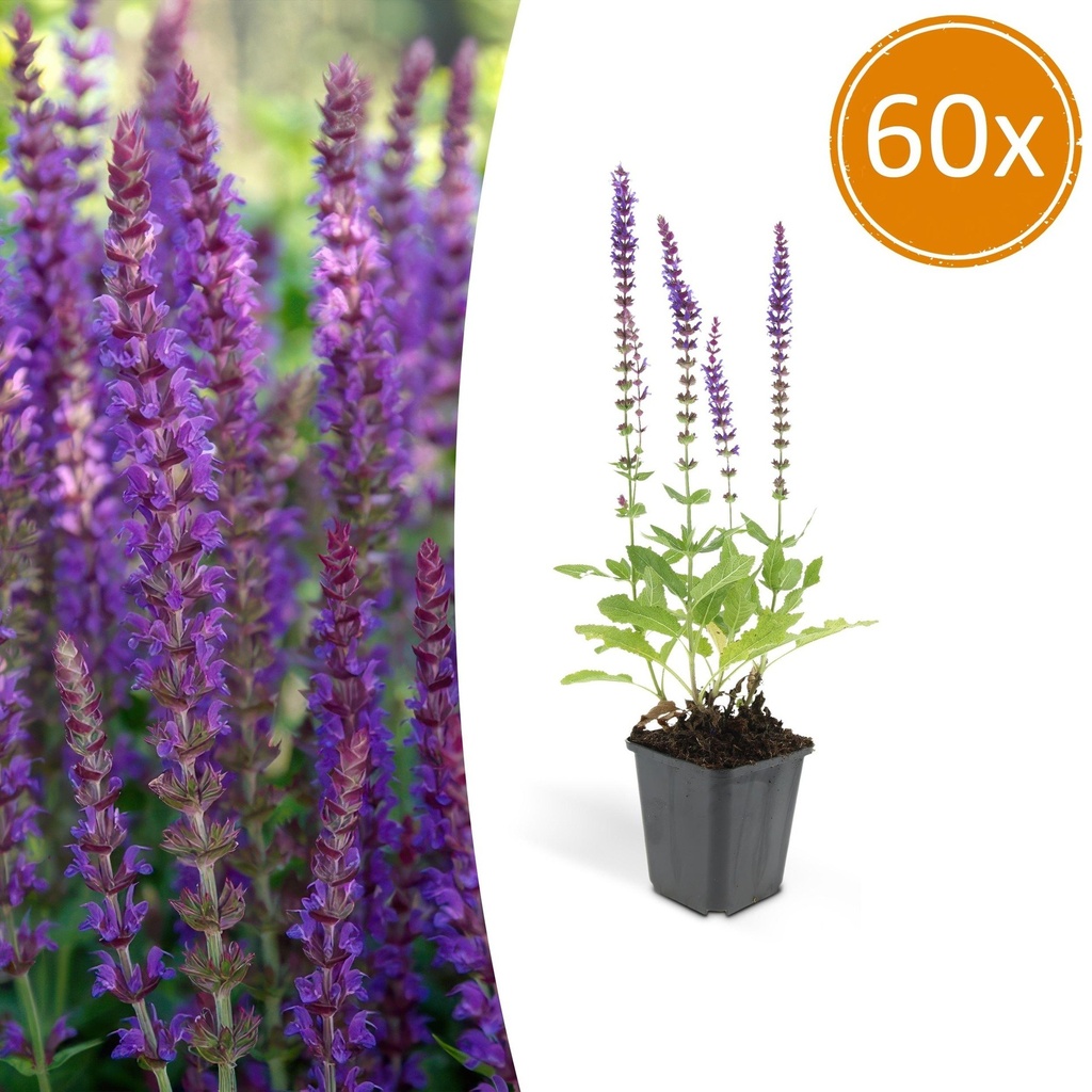 60x Salvia nem. 'Ostfriesland' - ↕10-25cm - Ø9cm
