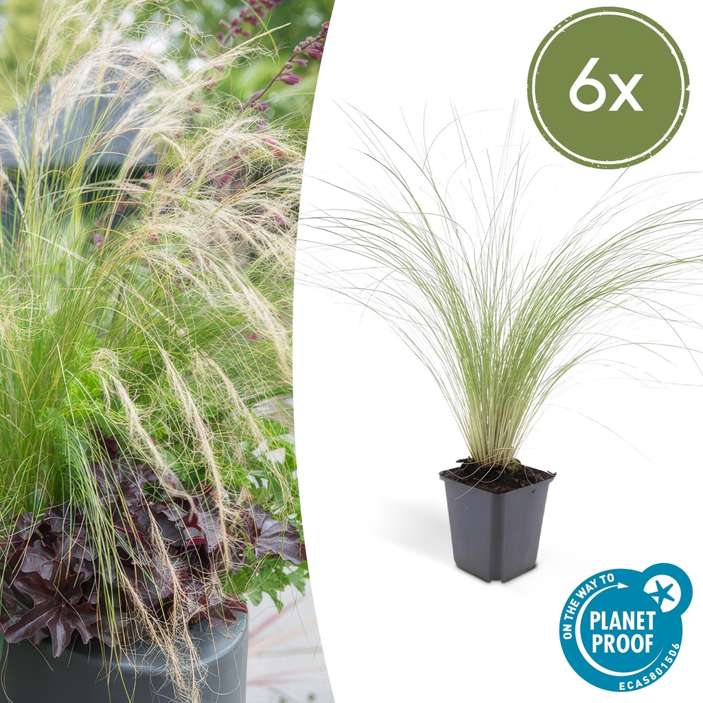 Federgras 'Ponytails' 6er-Set (Stipa tenuissima) – winterhartes Ziergras, Topf-Ø 9 cm, Höhe ca. 25 cm