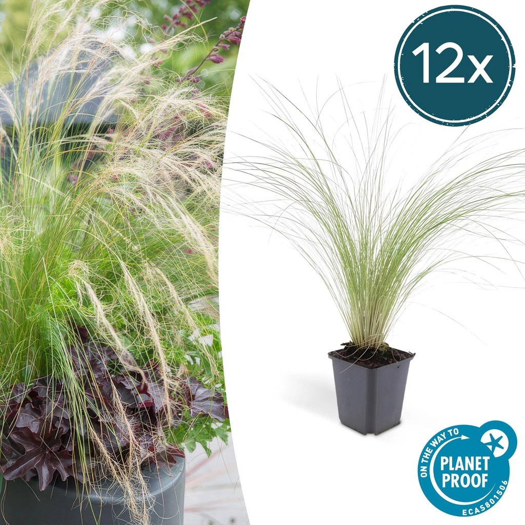Federgras 'Ponytails' 12er-Set (Stipa tenuissima) – winterhartes Ziergras, Topf-Ø 9 cm, Höhe ca. 25 cm