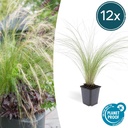 Federgras 'Ponytails' 12er-Set (Stipa tenuissima) – winterhartes Ziergras, Topf-Ø 9 cm, Höhe ca. 25 cm